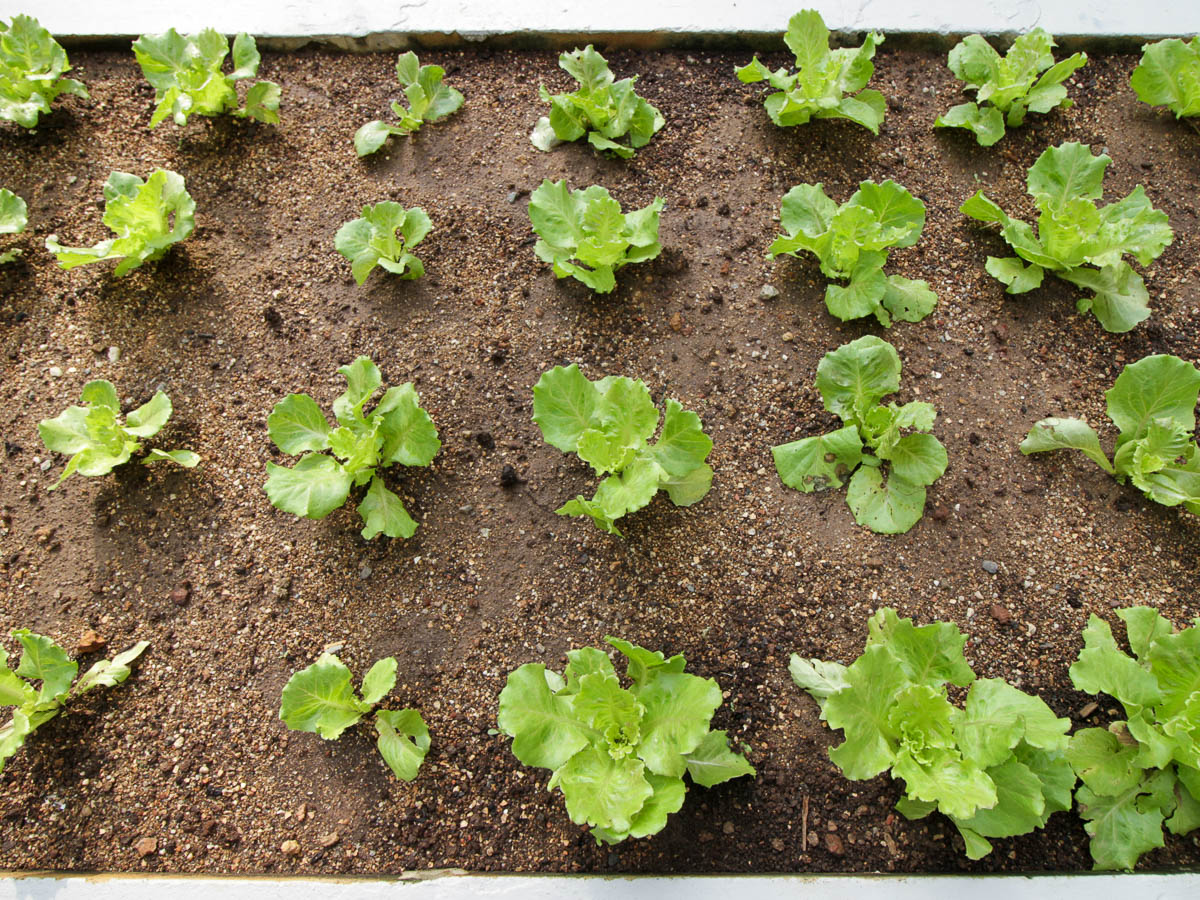 plant-spacing